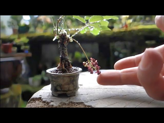 五葉アケビ 足元太いです‼︎ あけび 五葉アケビ 5号ポット苗 : 苗木部