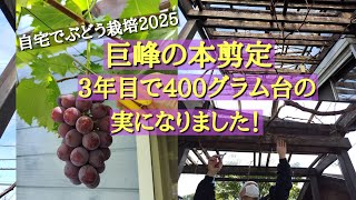 自宅でぶどう栽培／巨峰の本剪定 - YouTube
