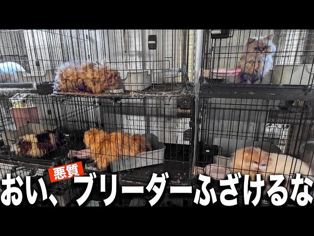 nekko1127@猫飼ってます 379 nekko1127@猫飼ってます 379 nekko1127@猫