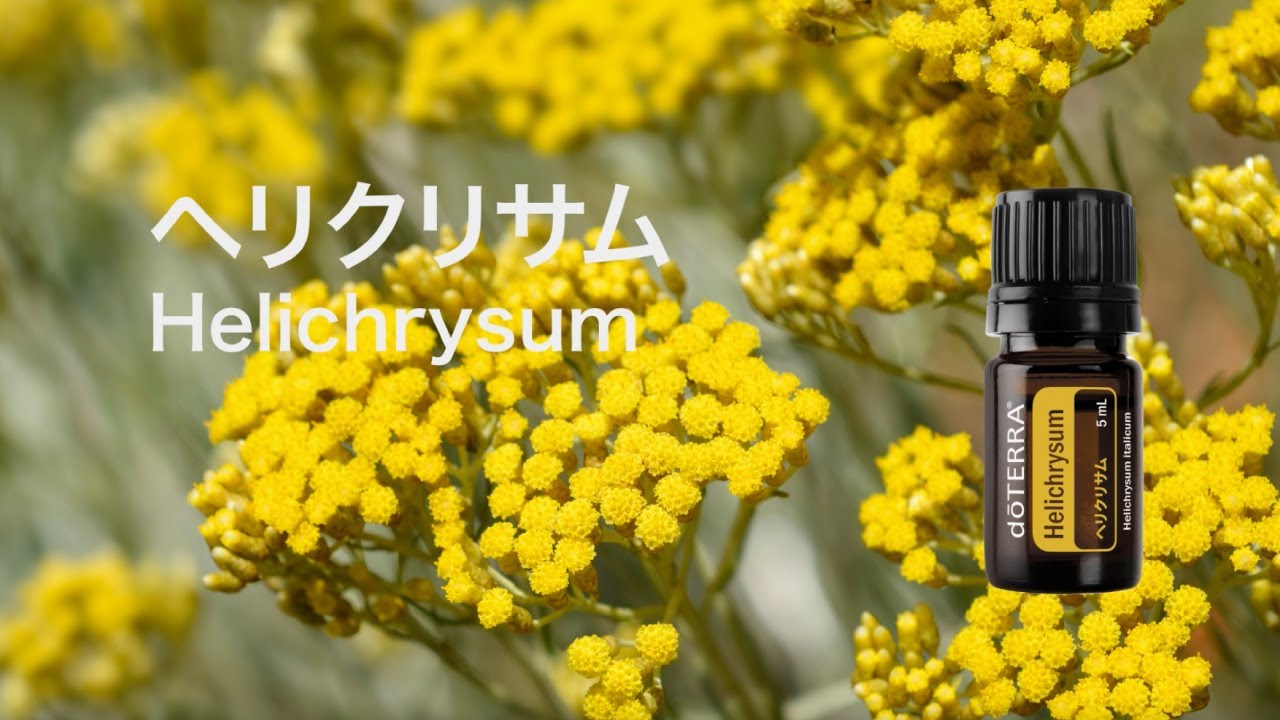 香りで花咲くフローラルオイル❤️『ヘリクリサム』の使い方 | doTERRA