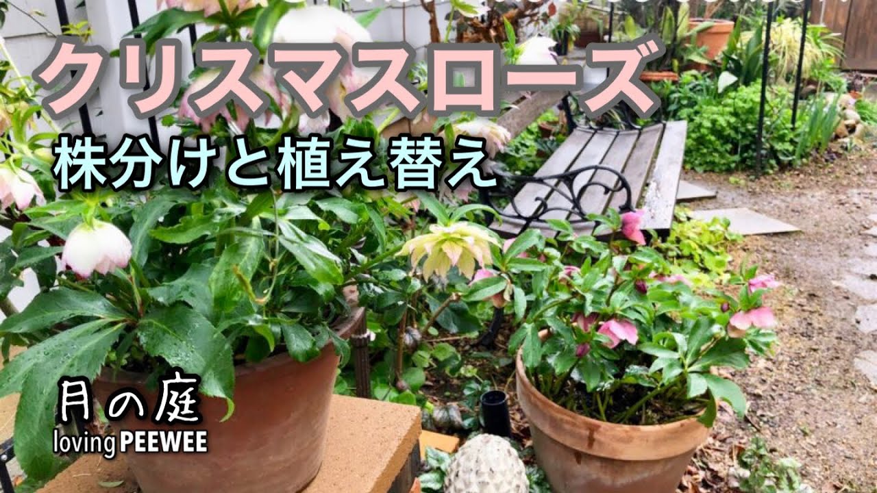 クリスマスローズの株分けと植替え - YouTube
