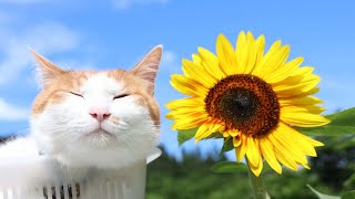 ひまわり のせ猫 250813 - YouTube