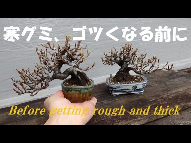 寒ぐみの剪定、植え替え Pruning and replanting of silverberries