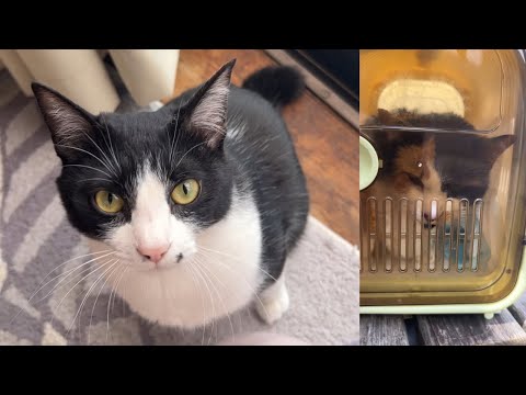 猫たちをなでなで&ひーちゃんとのひととき - YouTube