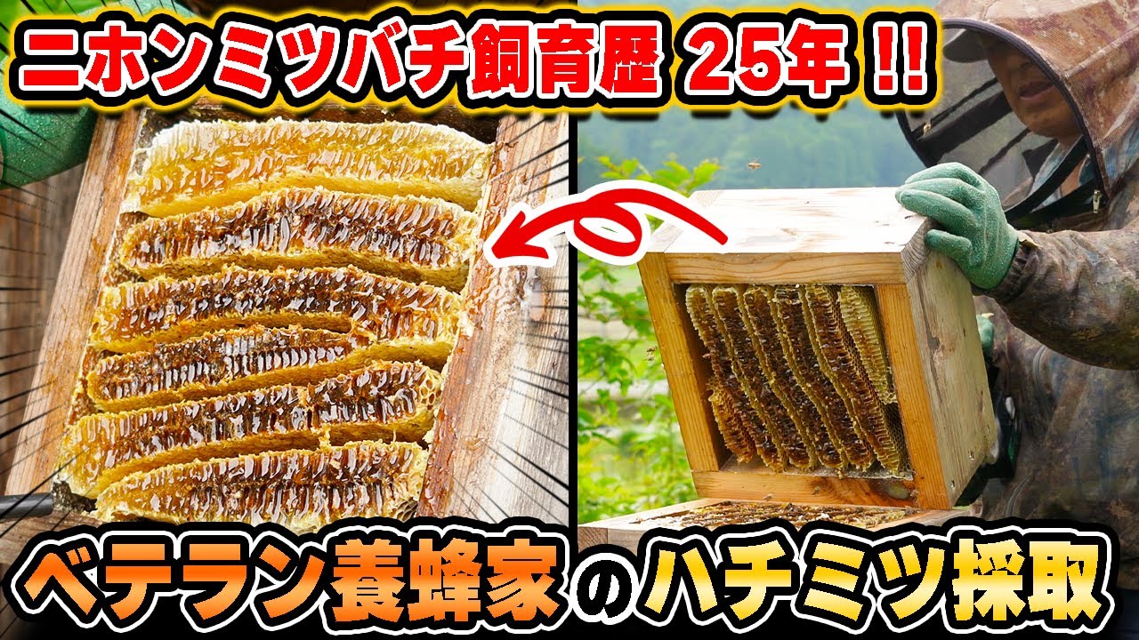 Over 30kg!? Veteran beekeeper moves Japanese honeybee hives - YouTube