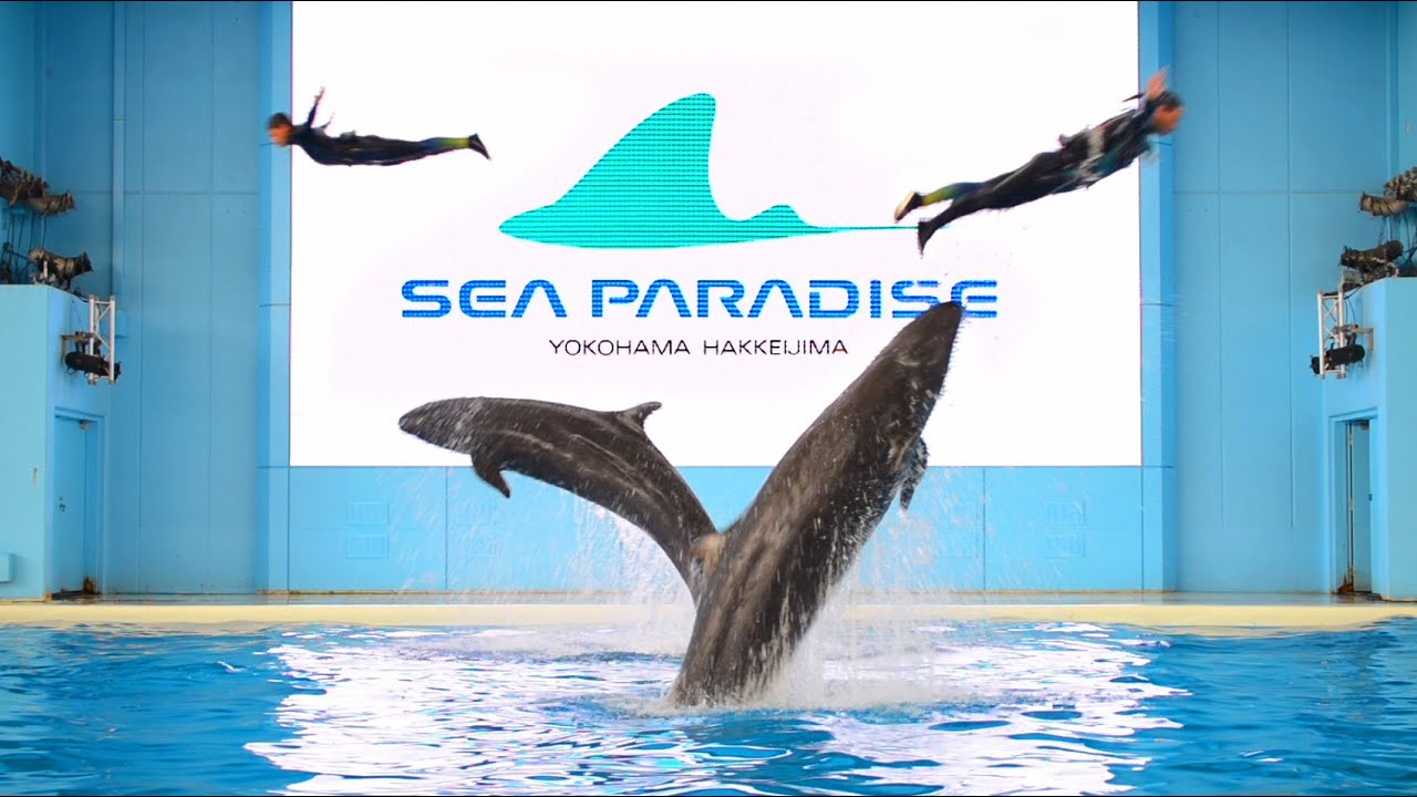 おうちで楽しむイルカショー ロングver【横浜・八景島シーパラダイス
