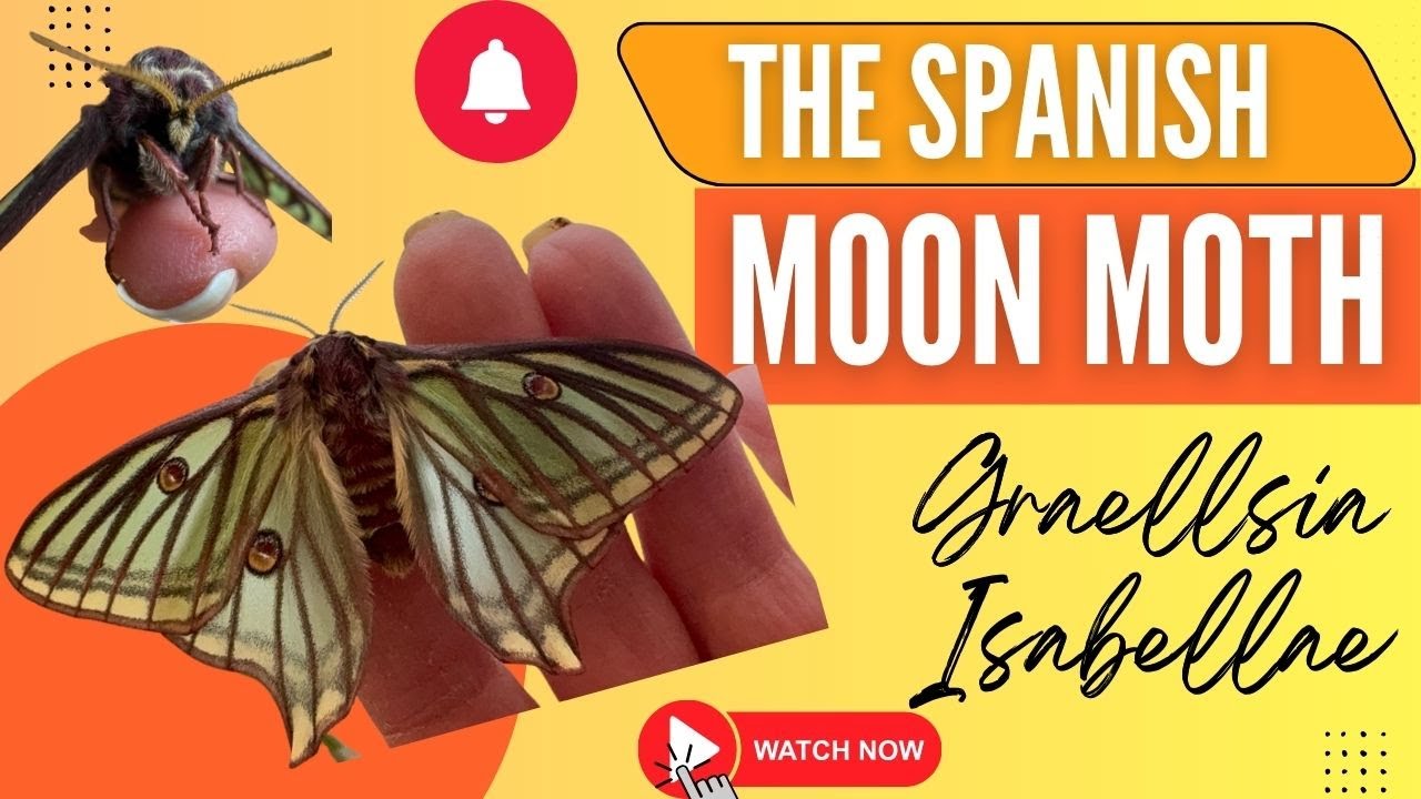 The Incredible Spanish Moon Moth, Graellsia Isabellae - YouTube