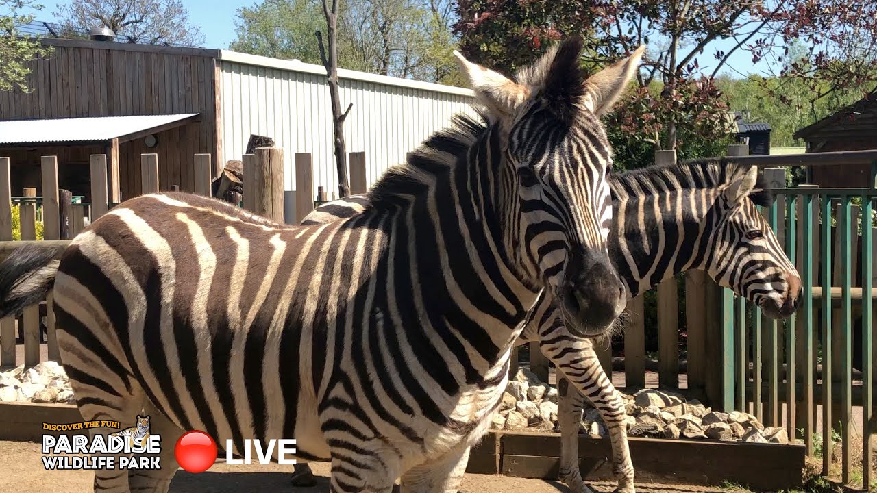 🔴 LIVE at the ZOO: Plains Zebra! - YouTube