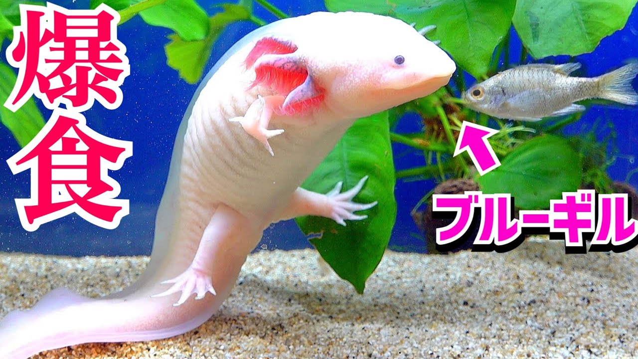 A lot of insects have appeared in the axolotl tank - YouTube