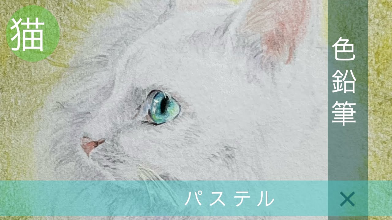 色鉛筆画】リアルな白猫を描きました Realistic cat drawing colord