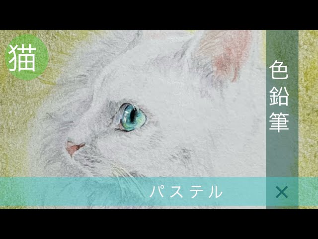 色鉛筆画】リアルな白猫を描きました Realistic cat drawing colord