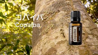 コパイバ - doTERRA TIMES