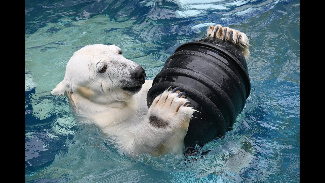 ピース26歳記念グッズの抽選会を行いました！ - YouTube