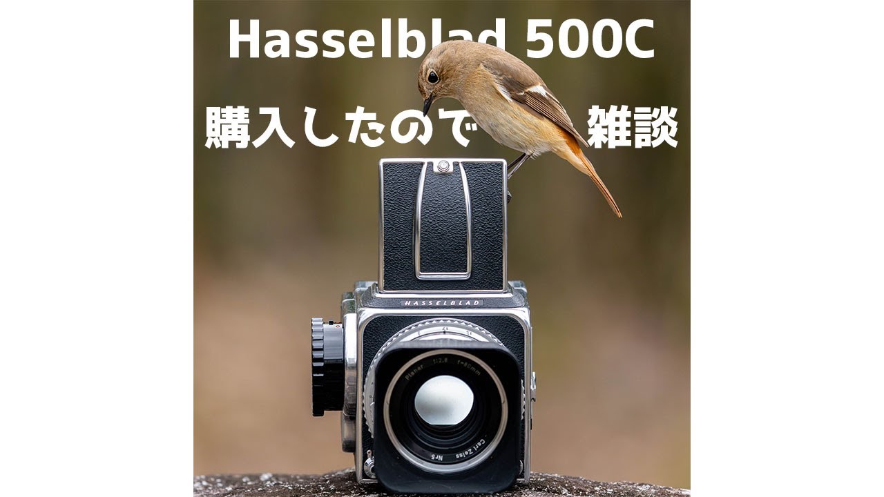 私的最後のフィルムカメラ】Hasselblad 500Cを購入したので雑談します