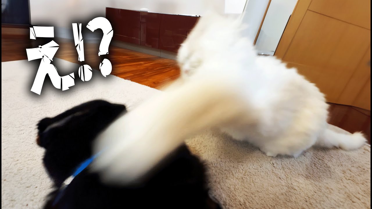 突然の猫パンチに、驚く黒ちゃん。 - YouTube