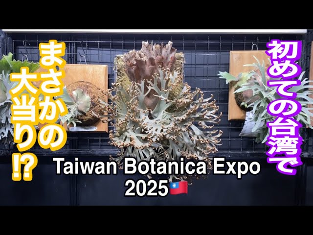 ビカクシダ】Taiwan Botanical Expo2025に行ってきた🇹🇼 - YouTube