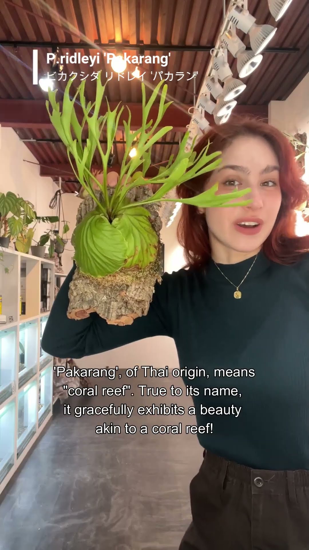 リドレイ #パカラン #platycerium #ridleyi #Pakarang 【ビカクシダ