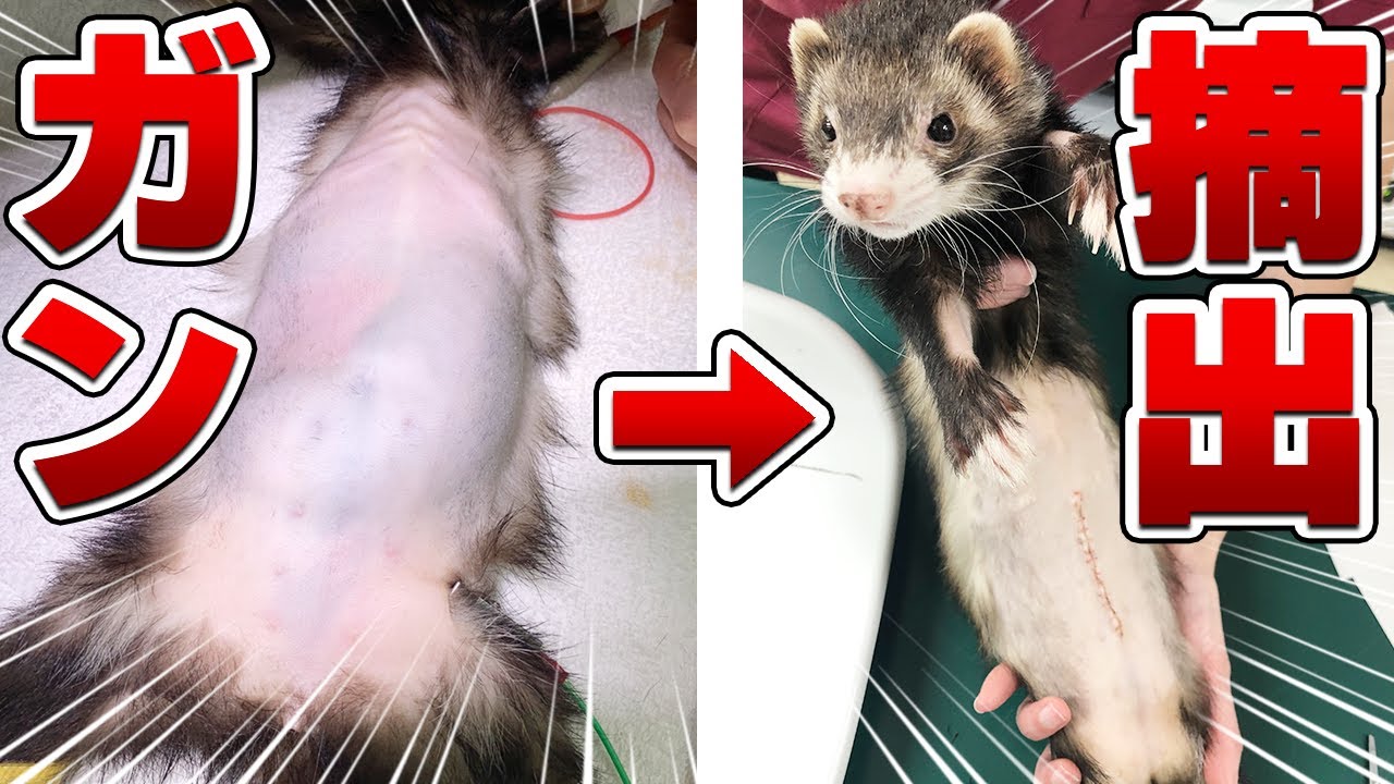 命を救え】フェレットの腫瘍を摘出した結果… Vol.63 - YouTube