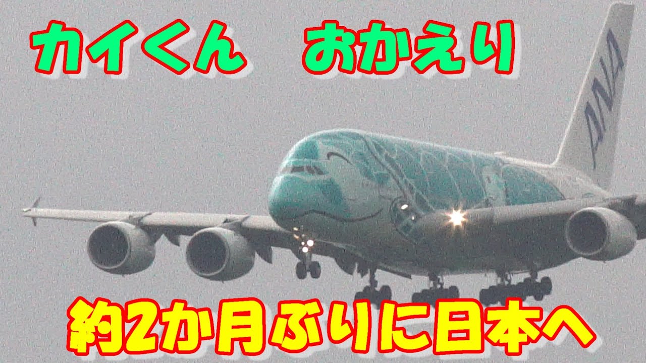 カイくん早朝に約2か月ぶりに日本へ帰国】 2025.05.19 4K撮影 NARITA