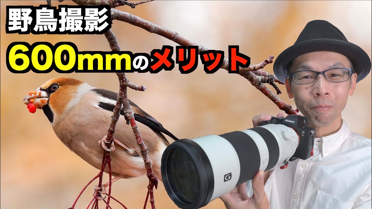600mmレンズのメリット】野鳥撮影では400mmにはもう戻れないと思った話