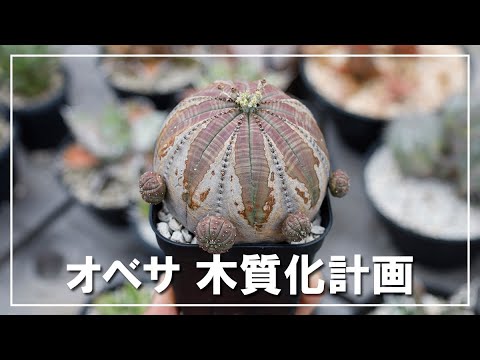 ユーフォルビア オベサを木質化させる方法、育て方を解説 - YouTube
