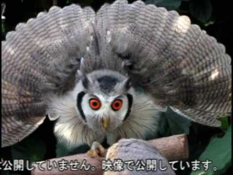 アフリカオオコノハズク ポポちゃん - YouTube