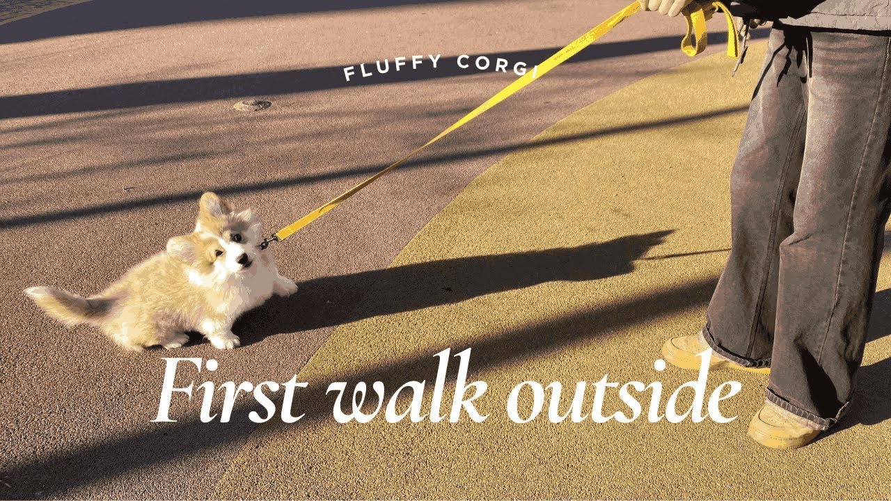 憂鬱な雨の日でもピカピカの笑顔でお散歩するコーギーの姿に癒されまし