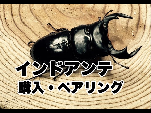 Introducing the Indian Antaeus Stag Beetles we purchased and