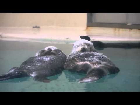 ぷかぷか漂うラッコ、ポテトとメイ(鳥羽水族館) - YouTube