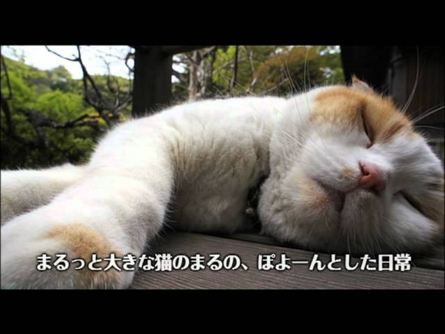 DVD「どスコい座り猫、まる。～養老孟司先生と猫の営業部長」予告編