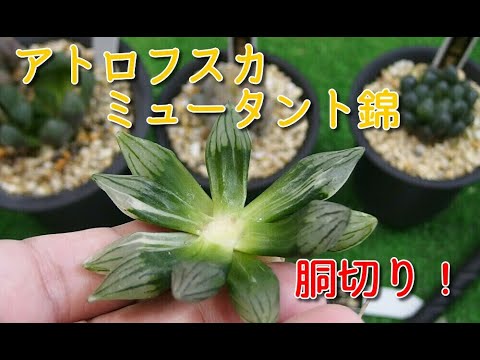 多肉植物】ハオルチアアトロフスカミュータント錦の胴切り繁殖！と