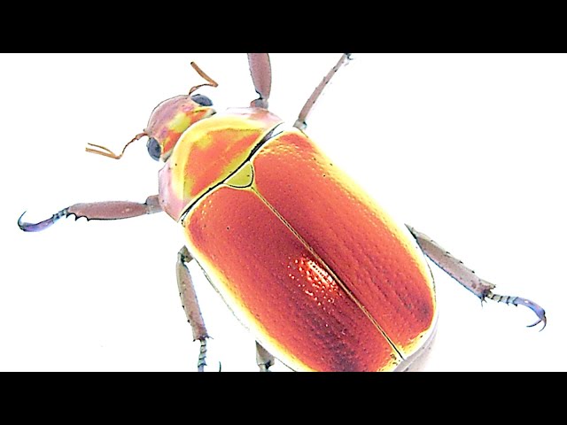 深紅のプラチナコガネ【コスタリカ】 Chrysina aurigans - YouTube