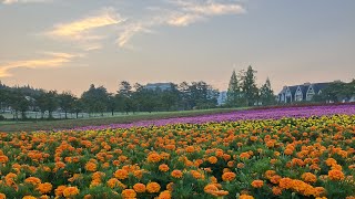 8/20(水) 牧歌の里の天気「晴れ」早朝の虹色の花畑♪8月31日まで毎日9