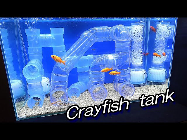 The crayfish tank that is too fun starts ! - YouTube