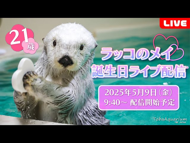 Rebroadcast] Sea Otter 