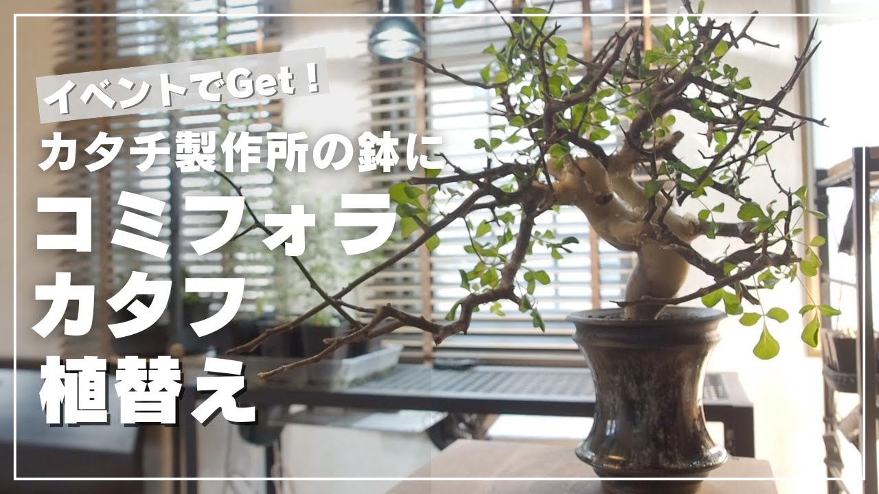 グラキリスの鉢を買いにキューエスプラントさんへ行ってきた/陶芸家