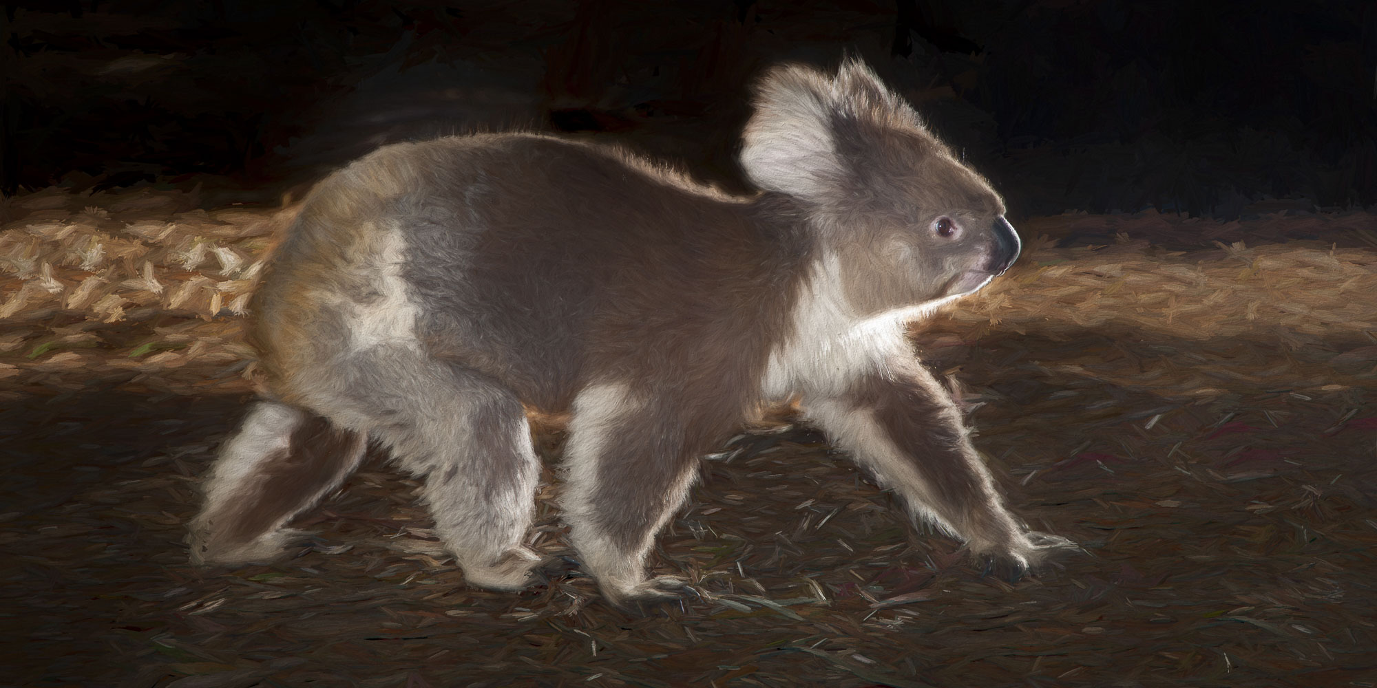 その他 THE KOALA: A Natural History その他 THE KOALA: A Natural