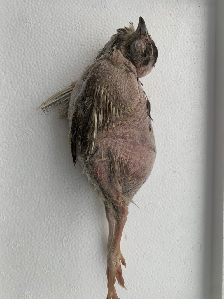 餌用冷凍ウズラ未処理20羽6ケース1羽あたり120円計120羽 | 株式会社