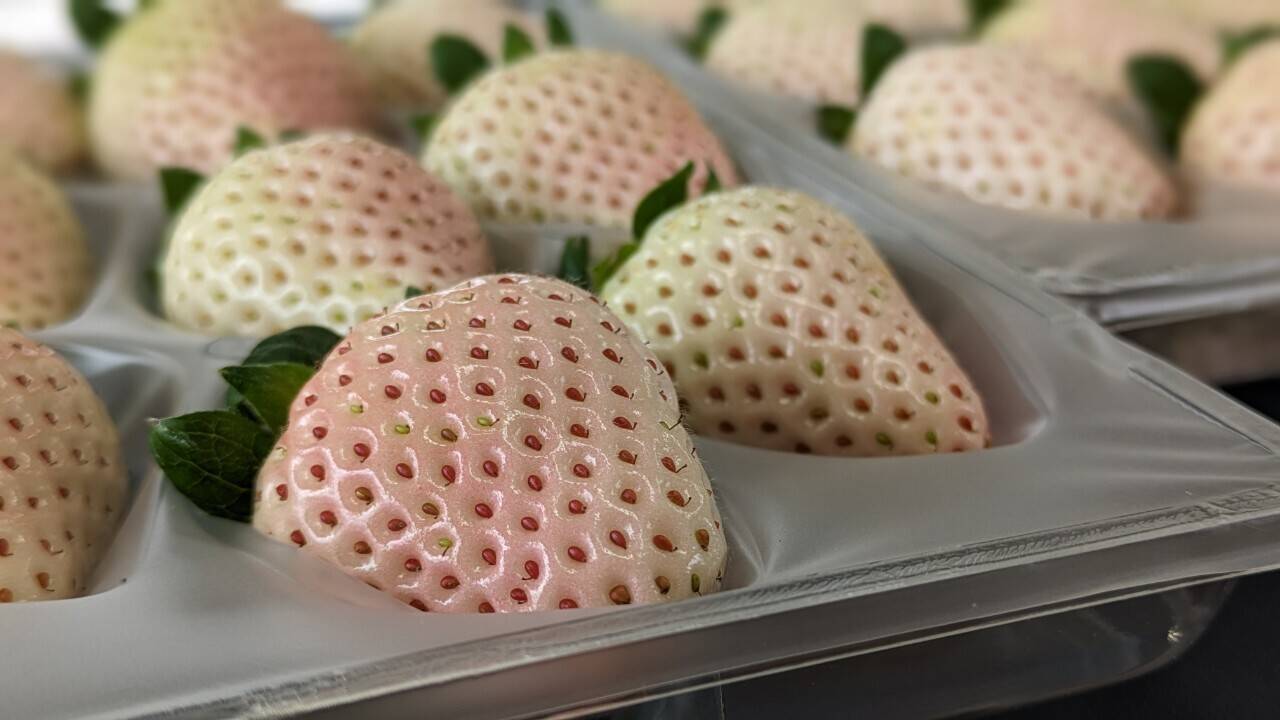 56f8e0f085a32cb670fcb5fcef2265