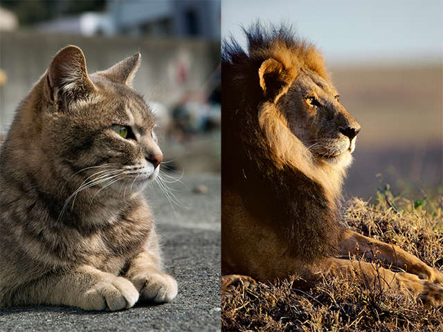 ネコとライオン、並べてはじめて見えてきたものとは。岩合光昭さん