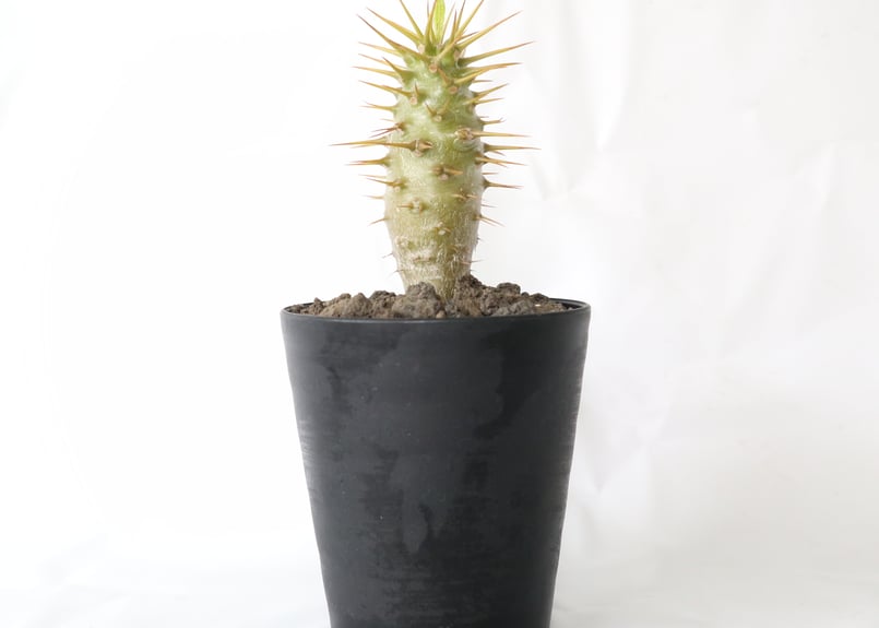 パキポディウム アンボンゲンセ 国内実生 | mana's farm:塊根植物