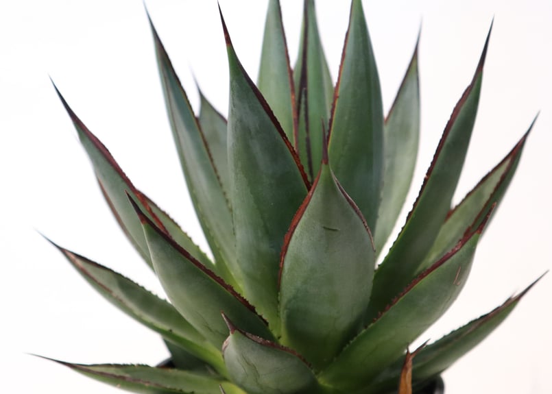 アガベ ブルーグロー | mana's farm:塊根植物・アガベ・ドライガーデン