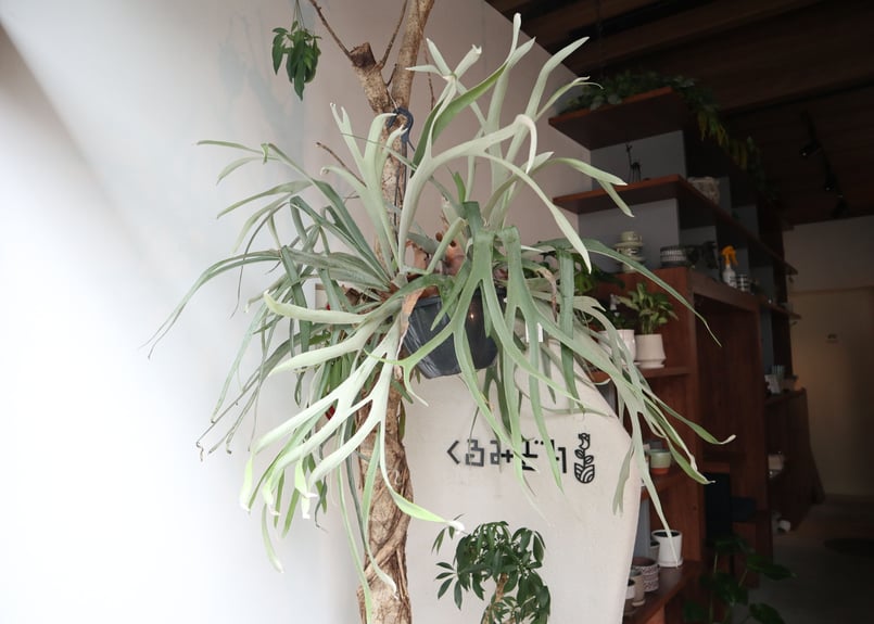 ビカクシダ ビーチー | mana's farm:塊根植物・アガベ・ドライガーデン