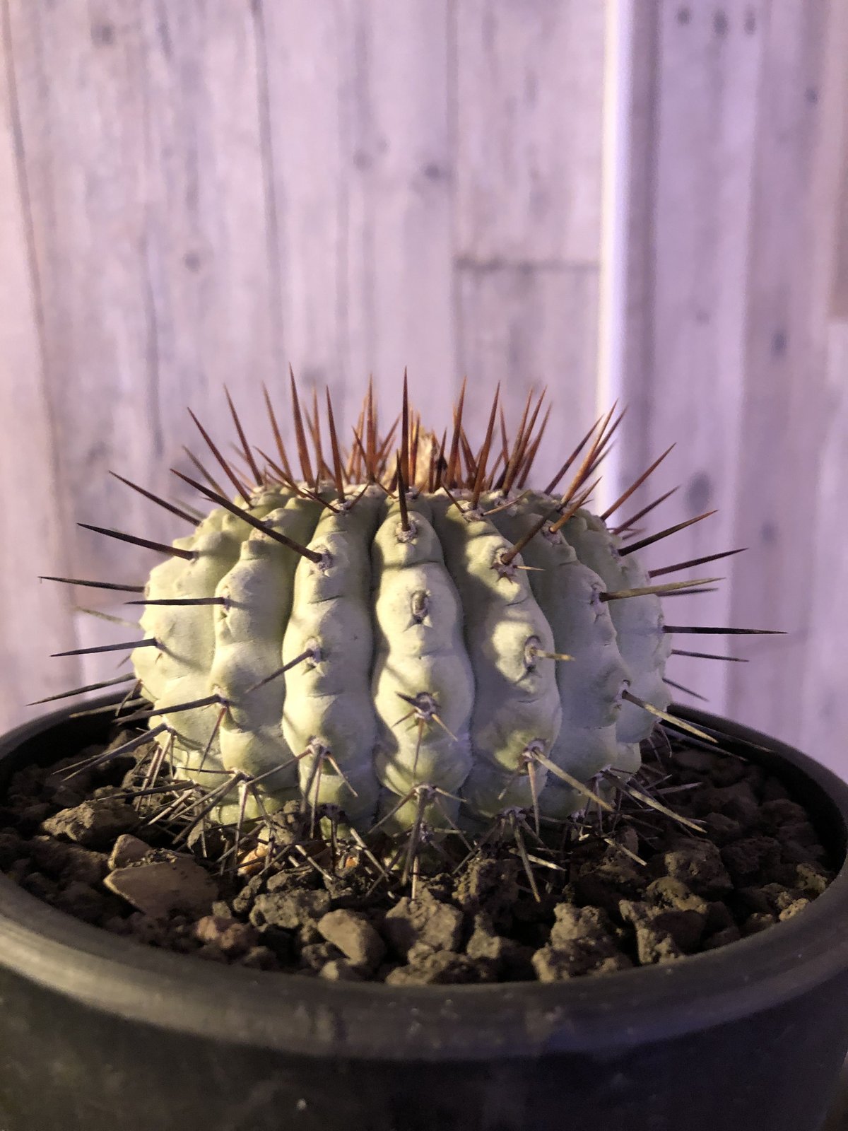 copiapoa cinerea var.columna-alba《M size》 現地