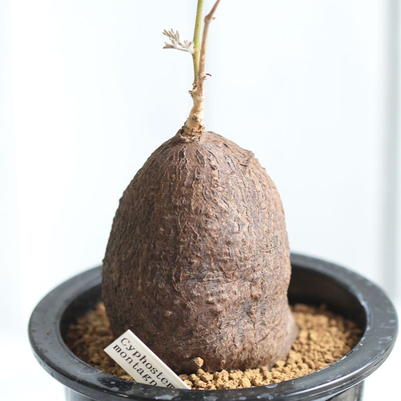 キフォステンマ モンタグナッキー | hanayoshi-botanical