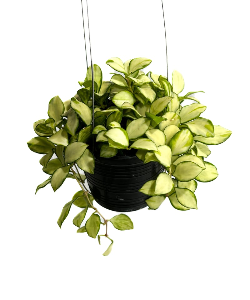 ホヤ ヘウスケリアナ 斑入 花座 大鉢 アクアセル入り ホヤ