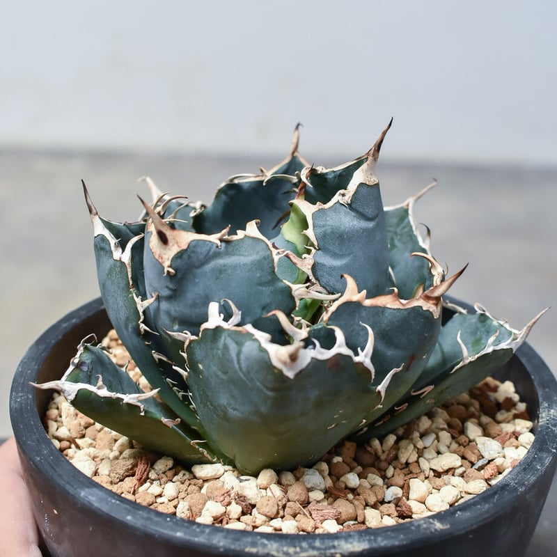 アガベ チタノタ 白鯨 大株 植物図鑑】アガベ チタノタ（ティタノータ