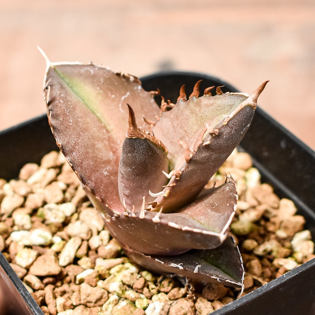 アガベ チタノタ 