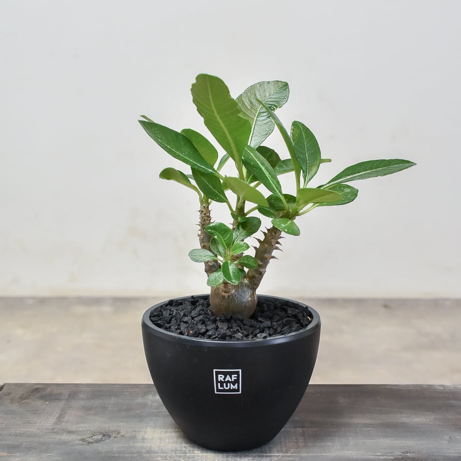 パキポディウム ウィンゾリー 【実生】RF231895 | RAFLUM / ラフラム