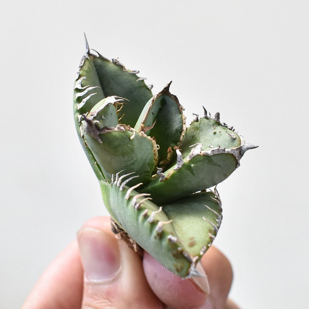 RAFLUM特選】アガベ チタノタ 麻花龍 【台湾 berlin産/子株/抜き苗】A